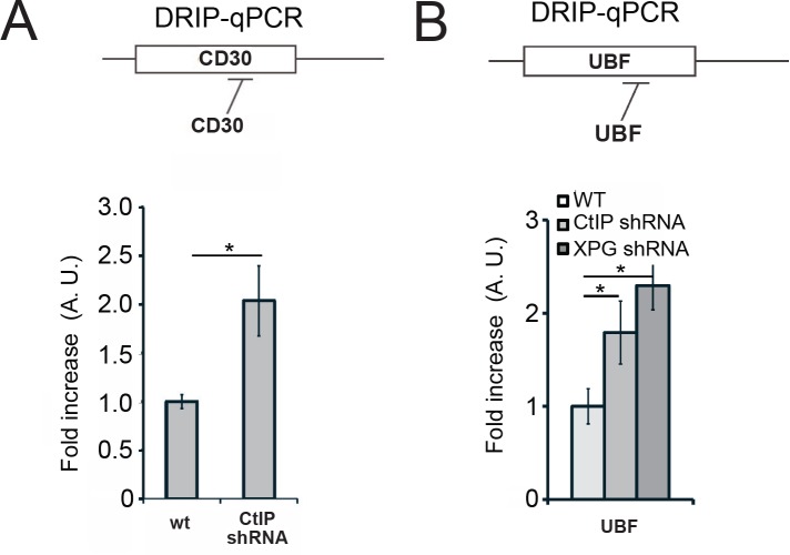 Figure 6—figure supplement 2.