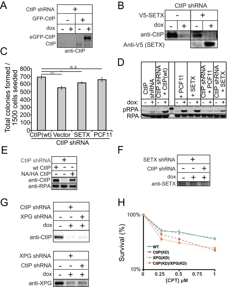 Figure 4—figure supplement 1.