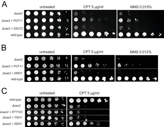 Figure 1—figure supplement 1.