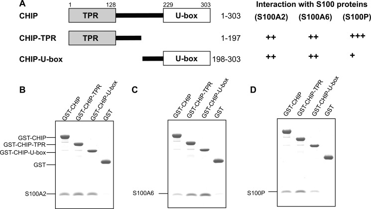 FIGURE 2.