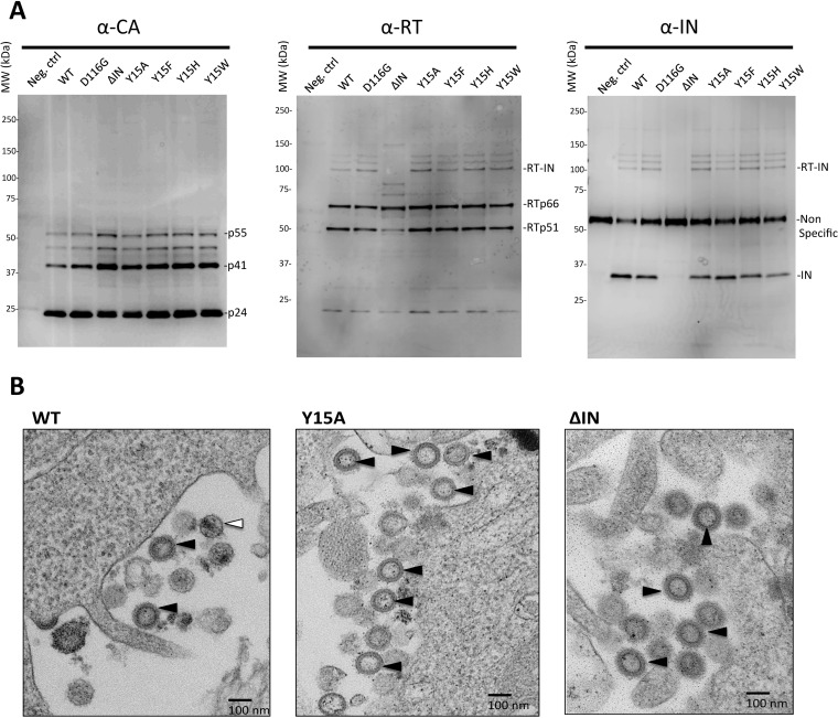 FIG 3