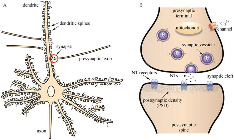 Fig. 1