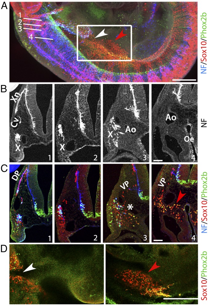 Fig. 2.