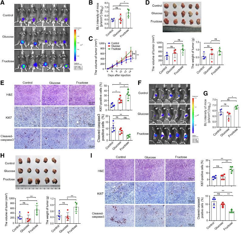 Figure 3. Fructose promotes the growth of subcutaneous and orthotopic PDAC allograft tumors in mice. A and B, In vivo BLI images and values of subcutaneous tumor on day 14 after Panc02/luciferase cells injection in three groups (control, fructose, and glucose groups) of mice. C, The average tumor volume of tumor-bearing mice was measured over time after cell injection. D, Volume and weight of the excised tumor in the three groups of mice. E, Representative images of H&E and IHC staining (×400), and statistical results of Ki67 and cleaved caspase-3 expressions in tumor tissues. F and G, In vivo BLI images and values of orthotopic graft tumors in the pancreas on day 10 after injection of Panc02/luciferase cells in three groups of mice. H, Volume and weight of the excised tumors in orthotopic allograft mouse model. I, Representative images of H&E and IHC staining (×400), and statistical results of Ki67 and cleaved caspase-3 expressions in the orthotopic graft tumor tissues. All data are shown as mean ± SD. Analysis was performed using one-way ANOVA followed by a Tukey test; ns, nonsignificant; *, P < 0.05; **, P < 0.01; n = 5 for the in vivo experiments.