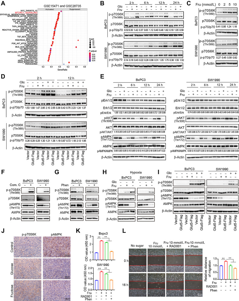 Figure 6. Fructose regulates the AMPK–mTORC1 signaling pathway in PDAC cells. A, Gene set enrichment analysis identified up- or downregulated pathways in tissues with high Glut5 mRNA expression based on the PDAC data from GSE15471 and GSE 28735. B, Western blot analysis of p70S6K expression and phosphorylation in SW1990 and BxPC3 cells cultured under different conditions at different time points. C, The expression of p70S6K and its phosphorylation levels in SW1990 and BxPC3 cells cultured for 12 hours in sugar-free medium containing different concentrations of fructose. D, The expression of p70S6K and its phosphorylation levels in Glut5-overexpressing and control cells cultured under different conditions at 2 and 12 hours. E, Western blot analysis of total and phosphorylated levels of AKT, ERK, and AMPK in SW1990 and BxPC3 cells cultured in different media. F, Western blot analysis of the effect of AMPK inhibitor Compound C (10 μmol/L) on the phosphorylation of p70S6K and AMPK in SW1990 and BxPC3 cells cultured in sugar-free medium for 24 hours. G, Western blot analysis of the effect of AMPK activator phenformin (10 μmol/L) on the phosphorylation of p70S6K and AMPK in SW1990 and BxPC3 cells cultured in fructose medium for 24 hours. H, Western blot analysis of total and phosphorylated levels of p70S6K and AMPK in SW1990 and BxPC3 cells after 24 hours of incubation in different media under hypoxia. I, Western blot analysis of total and phosphorylated levels of p70S6K and AMPK in Glut5-overexpressing and control cells cultured in different conditions under hypoxia for 24 hours. J, IHC analysis (×40) of p70S6K and AMPK phosphorylation in subcutaneous tumor tissues of three groups (control group, fructose-fed group, and glucose-fed group). K, The effect of AMPK activator, phenformin (10 μmol/L), and mTOR inhibitor RAD001 (3 nmol/L) on the viability of SW1990 and BxPC3 cells cultured in fructose medium for 48 hours. L, The effect of phenformin (10 μmol/L) and RAD001 (3 nmol/L) on the migratory ability of SW1990 and BxPC3 cells cultured in fructose medium. All data are shown as mean ± SD. Analysis was performed using one-way ANOVA followed by a Tukey test (K and L); ns, nonsignificant; **, P < 0.01; n = 5.