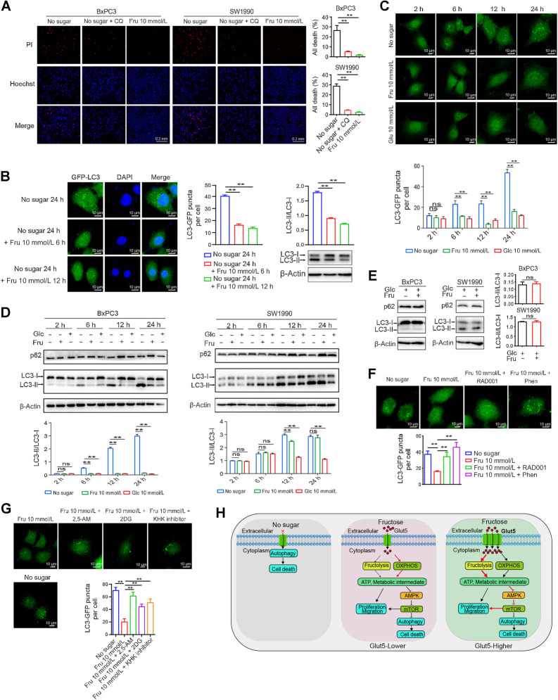 Figure 7. Fructose reduces sugar-free–induced cell death by inhibiting autophagy. A, Effect of chloroquine (CQ; 50 μmol/L) and fructose on the death of SW1990 and BxPC3 cells after 48 hours of sugar starvation. Cell nuclei were visualized with Hoechst. Dead cells were stained with PI. B, BxPC3 cells were transfected with GFP–LC3 plasmid, and the effect of fructose on GFP–LC3 puncta and LC3-I/II expression levels of BxPC3/GFP–LC3 cells was detected after 24 hours of sugar starvation. Images were taken using a confocal microscope. C, GFP-LC3 puncta of BxPC3/ GFP–LC3 cells at different time points under the indicated culture conditions. D, LC3-I/II and P62 expression levels of BxPC3 and SW1990 cells at different time points under different culture conditions as described in D. E, Effect of fructose on the LC3II/I ratio and p62 protein expression under glucose sufficiency conditions. F, GFP–LC3 puncta of BxPC3/GFP–LC3 cells under sugar starvation or fructose treatment in the presence of phenformin (10 μmol/L) or RAD001 (3 nmol/L) for 24 hours. G, GFP–LC3 puncta of BxPC3/GFP-LC3 cells under sugar starvation or fructose treatment in the presence of 2, 5-AM (3 mmol/L), 2-DG (2 mmol/L), or KHK inhibitor (1 μmol/L) for 24 hours. H, Schematic diagram of the effect of fructose and Glut5 overexpression on the functions of PDAC cells. All data are shown as mean ± SD. Analysis was performed using an unpaired Student t test (E) or one-way ANOVA followed by a Tukey test (A, B, F, and G) or two-way ANOVA followed by a Tukey test (C and D); ns, nonsignificant; **, P < 0.01; n = 3.