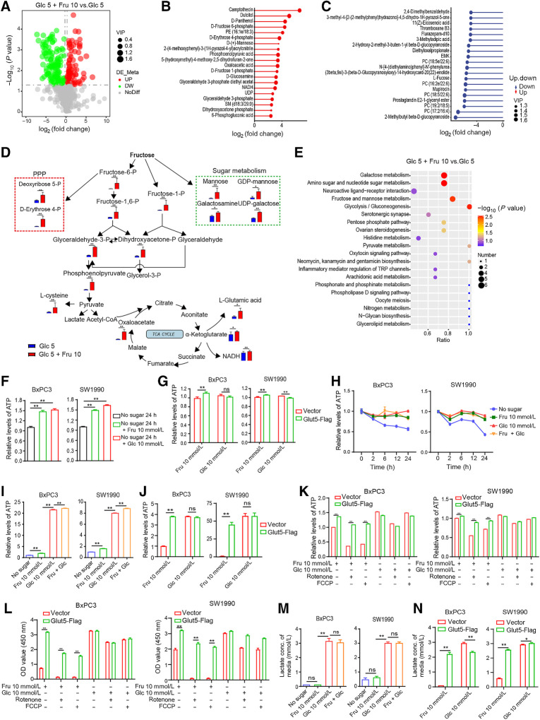 Figure 5. Fructose provides sufficient carbon sources for PDAC cells and maintains high levels of intracellular ATP. A, Volcano plots showing all identified metabolites in two groups obtained by metabolomics analysis. Each dot represents a metabolite with a different color indicating downregulated (green), upregulated (red), or non-significant (gray) metabolites (FDR adjusted P value < 0.05) with >2-fold change. B, The top 20 most significantly upregulated metabolites in the Glc 5 + Fru 10 group. C, The top 20 significantly downregulated metabolites in the Glc 5 + Fru 10 group. D, Pathway map of some significantly different metabolites between Glc 5 and Glc 5 + Fru 10 groups. The blue and red histograms indicate the content of metabolites in the Glc 5 and Glc 5 + Fru 10 groups, respectively. E, Overview of enrichment analysis based on metabolite alterations. F, Effect of fructose and glucose on intracellular ATP levels in SW1990 and BxPC3 cells after sugar starvation for 24 hours. G, Relative ATP levels of SW1990 and BxPC3 cells were examined at different time points under the four indicated culture conditions containing DFBS. H, ATP levels in Glut5-overexpressing and control cells under different culture conditions. I, Relative ATP levels in SW1990 and BxPC3 cells cultured in the four conditions under hypoxia for 12 hours. J, Relative ATP levels of Glut5-overexpressing and control cells cultured under hypoxic conditions for 2 hours under different conditions. K, Relative ATP levels of Glut5-overexpressing and control cells cultured for 2 hours under different conditions in the presence of rotenone (10 μmol/L) or FCCP (10 μmol/L). L, Viability of Glut5-overexpressing and control cells cultured for 24 hours under different conditions in the presence of rotenone (10 μmol/L) or FCCP (10 μmol/L). M, Lactate concentrations in the media of SW1990 and BxPC3 cells cultured for 12 hours under different culture conditions. N, Lactate concentrations in media from Glut5-overexpressing and control cells cultured for 12 hours under different conditions. All data are shown as mean ± SD. Analysis was performed using an unpaired Student t test (D) or one-way ANOVA followed by a Tukey test (F, I, and M) or two-way ANOVA followed by a Tukey test (G, J, K, L, and N); ns, non-significant; *, P < 0.05; **, P < 0.01; n = 3.