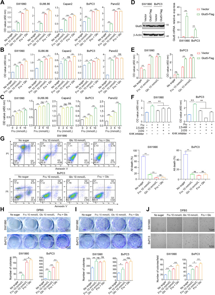 Figure 2. Fructose contributes to the viability and colony-forming ability of PDAC cells in vitro. A, PDAC cell lines were cultured in the four indicated media containing 10% dialyzed FBS (DFBS) for 72 hours, and then cell viability was assessed by the CCK8 assay. B, CCK8 analysis was used to detect the viability of cells cultured in the above four media containing 10% FBS for 72 hours. C, The viability of PDAC cells cultured in glucose-free medium containing different concentrations of fructose for 72 hours was detected by CCK8. D, The expression levels of Glut5 in SW1990 and BxPC3 cell lines overexpressing Glut5 were verified by real-time PCR and Western blot. E, The viability of SW1990 and BxPC3 cells overexpressing Glut5 was assayed under different culture conditions. F, CCK8 analysis was used to detect the viability of SW1990 and BxPC3 cells cultured in fructose (10 mmol/L) medium in the presence of 2, 5-AM (3 mmol/L), 2-DG (2 mmol/L), or KHK inhibitor (1 μmol/L), respectively, for 48 hours. G, Apoptosis of SW1990 and BxPC3 was measured by flow cytometry under the four indicated conditions for 72 hours. H and I, Two-dimensional colony formation ability of SW1990 and BxPC3 cells was examined under the four indicated culture conditions containing DFBS (H) or FBS (I). J, Soft agar assay was performed to detect cell colony formation under the above four culture conditions in the presence of DFBS. All data are expressed as mean ± SD. Analysis was performed using one-way ANOVA followed by a Tukey test (A–C and F–J) or two-way ANOVA followed by a Tukey test (D and E); ns, nonsignificant; *, P < 0.05; **, P < 0.01.