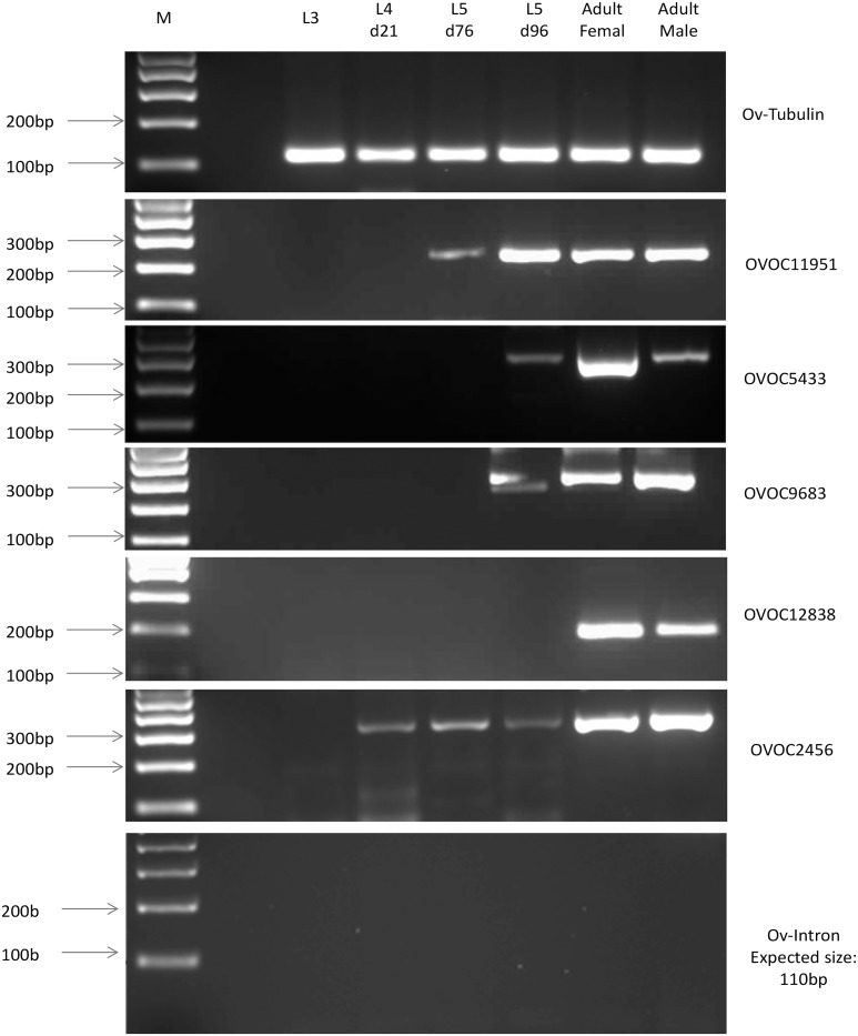 Fig 5