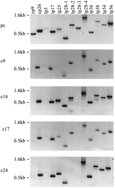 FIG. 3