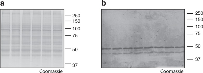 Figure 4—figure supplement 1.