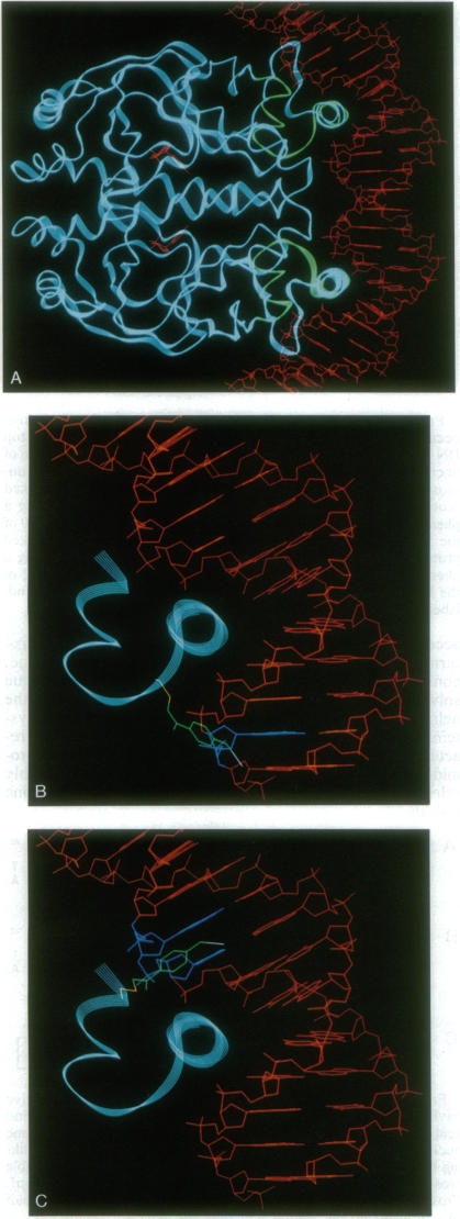 graphic file with name pnas01095-0324-a.jpg