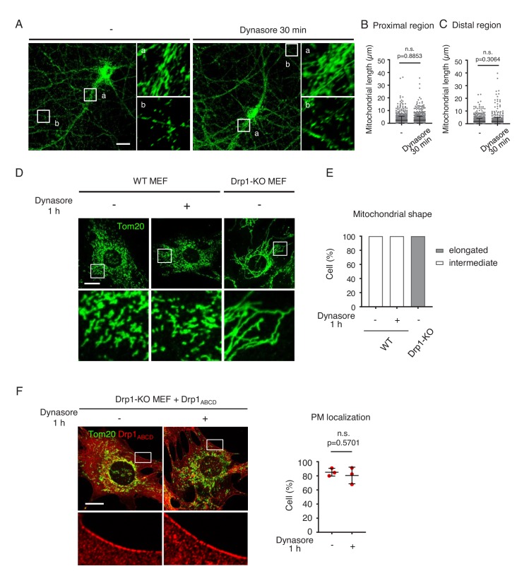 Figure 2—figure supplement 1.