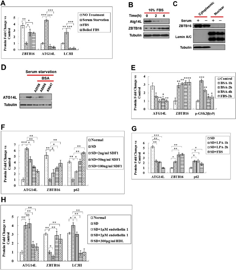 Figure 5—figure supplement 1.