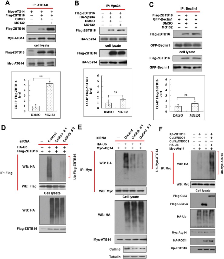 Figure 2—figure supplement 1.