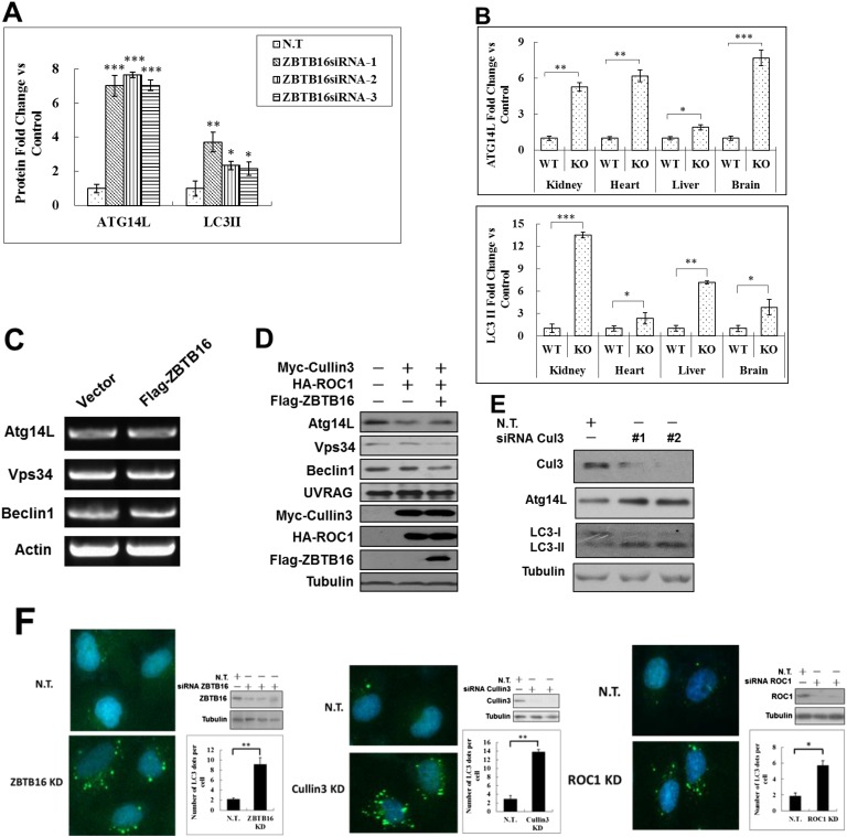 Figure 1—figure supplement 1.