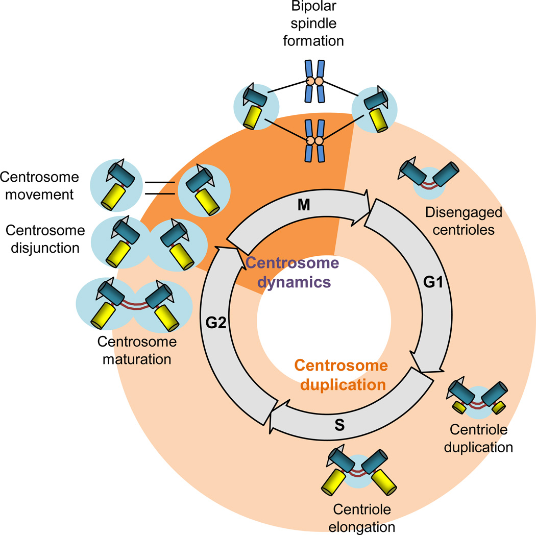 BOX 1. The four stages of centrosome duplication