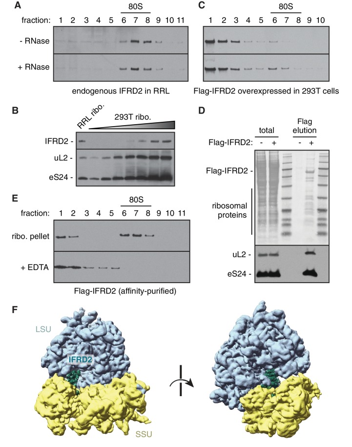 Figure 3—figure supplement 3.