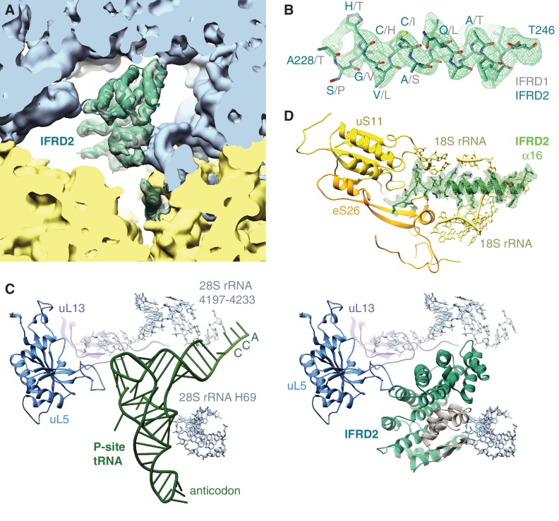 Figure 3—figure supplement 1.