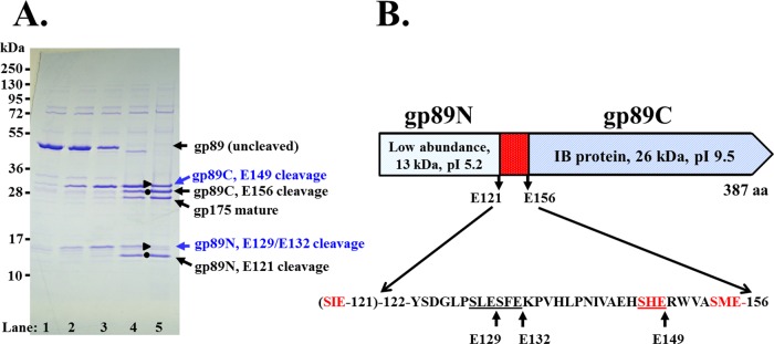 Fig 5