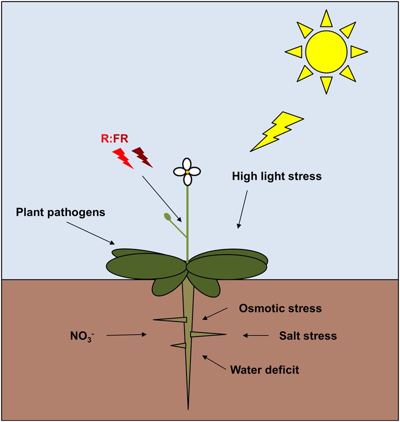 FIGURE 4