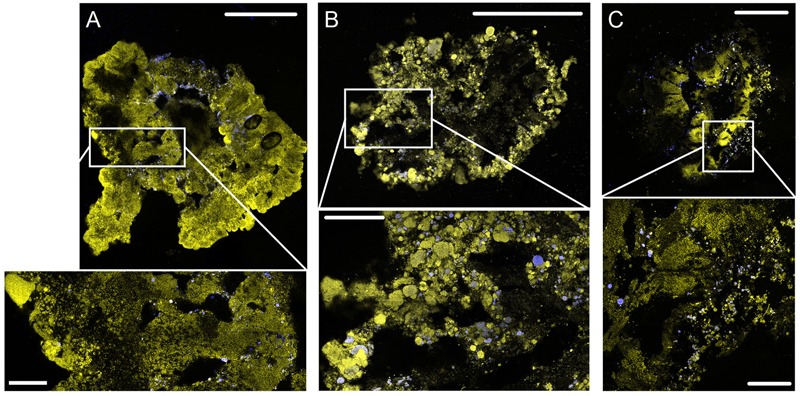 FIGURE 3