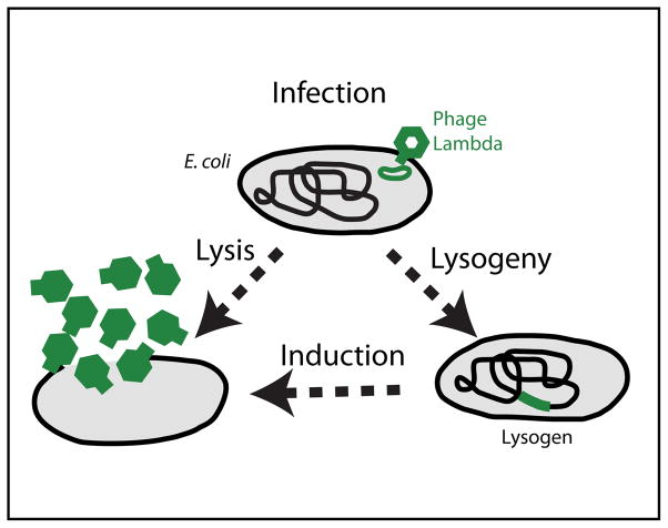 FIGURE 1