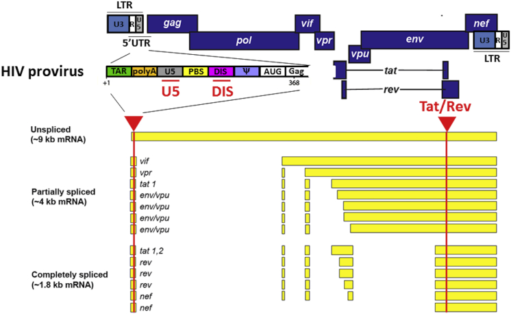 Figure 1