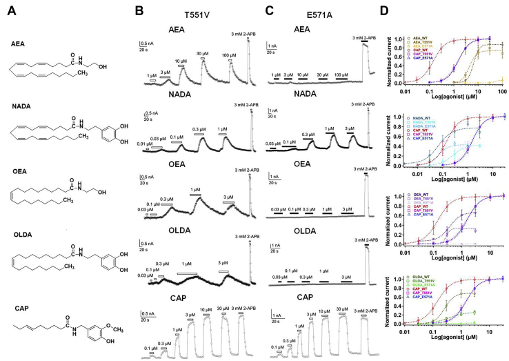 Figure 2