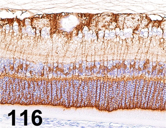 Fig.
116.