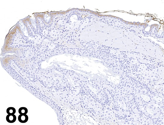 Fig.
88.