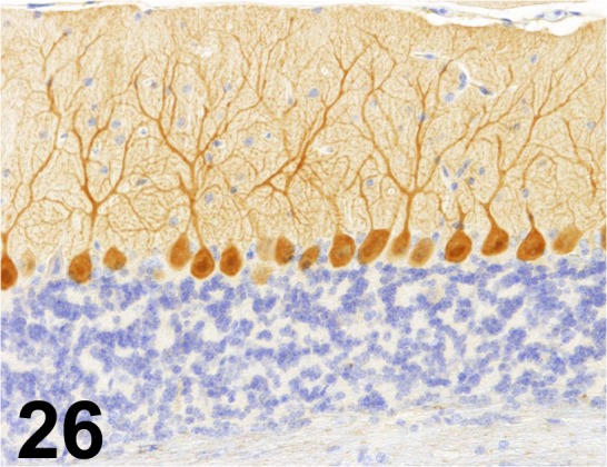 Fig. 26.