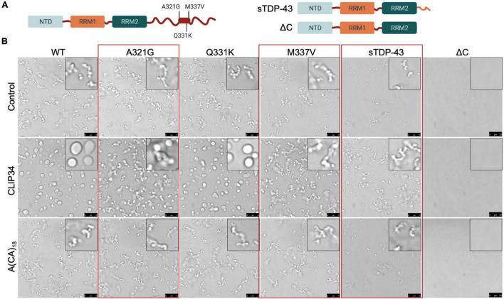 FIGURE 4