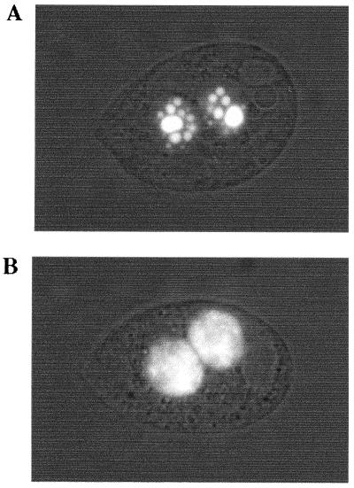 FIG. 8.