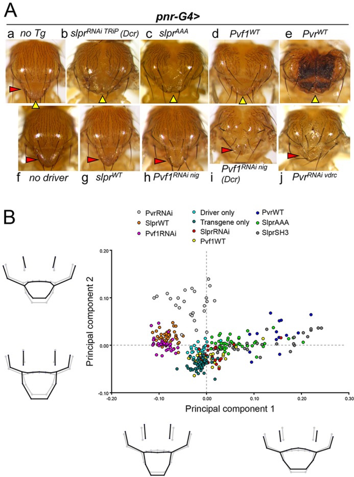 Fig. 8.