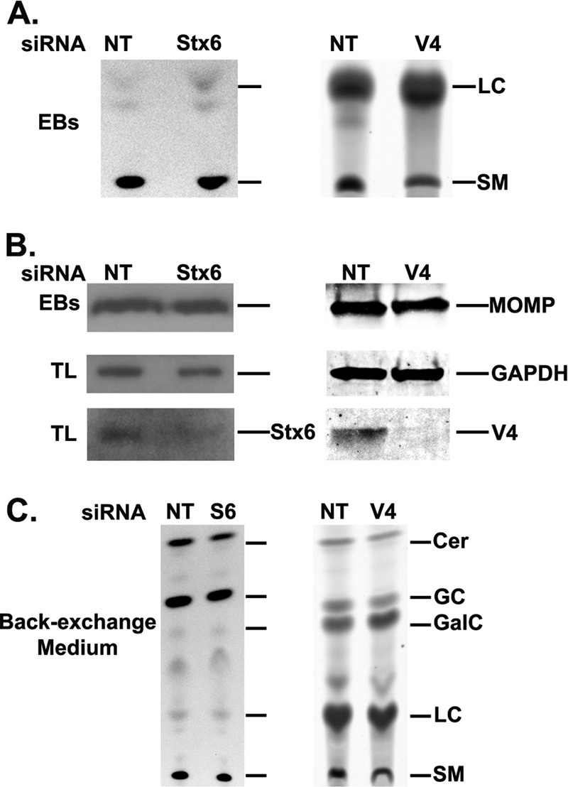 Fig 5