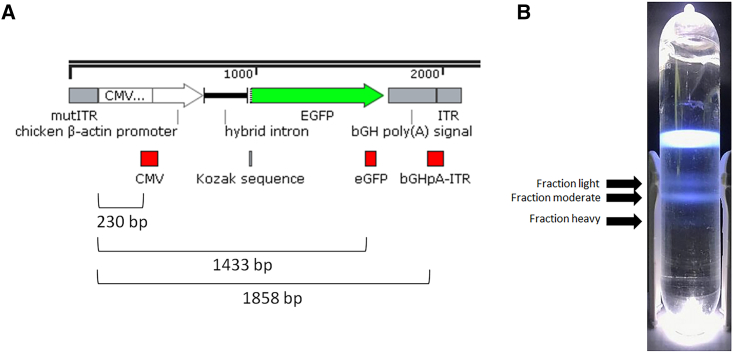 Figure 1