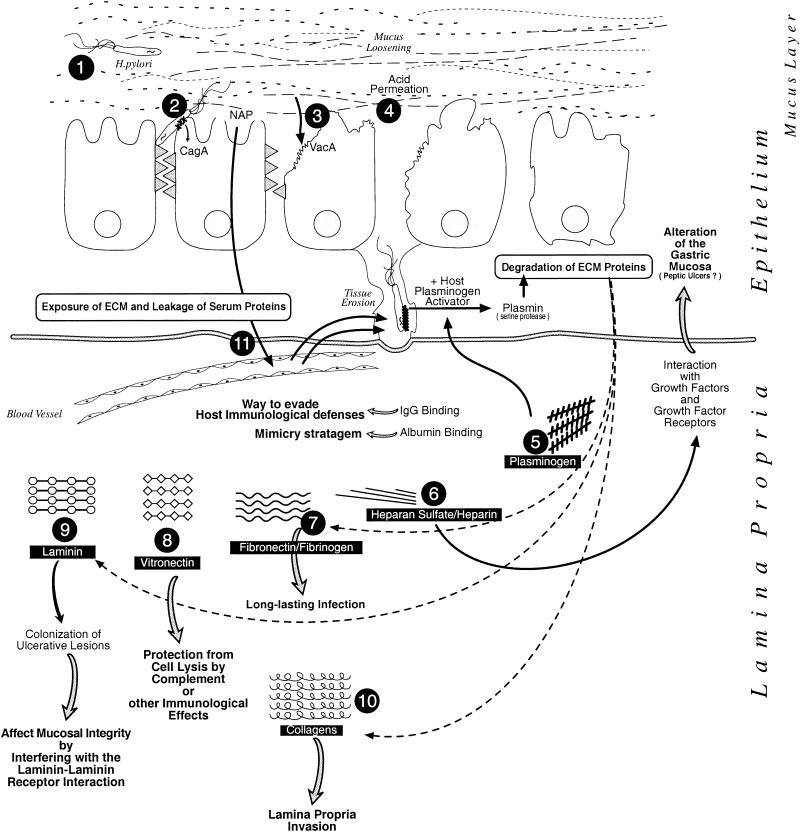 FIG. 3.