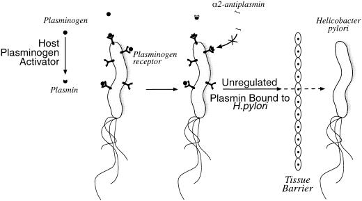 FIG. 2.