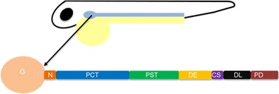 Fig. 1