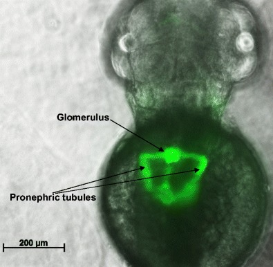 Fig. 2