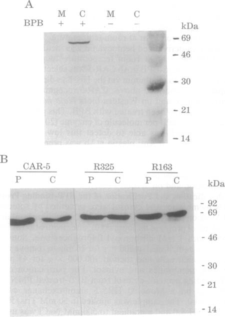 graphic file with name pnas01131-0068-a.jpg