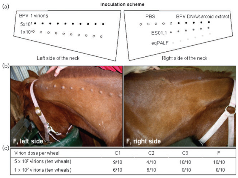 Inoculation of young horses with bovine papillomavirus type 1 virions ...