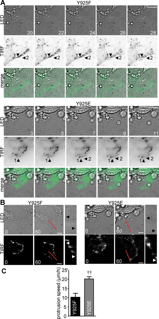 FIGURE 7: