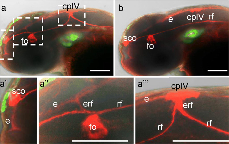 Fig. 11