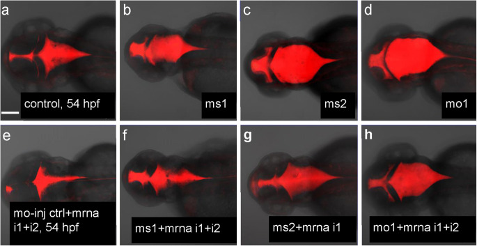 Fig. 8