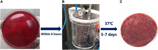 FIGURE 1