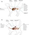 Fig. 1