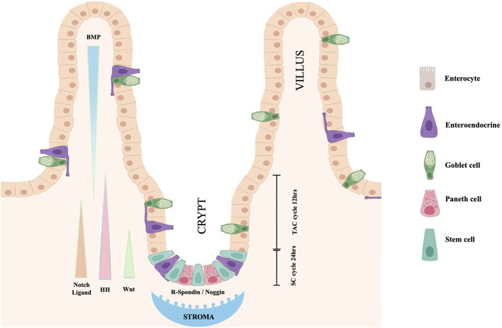 FIGURE 2