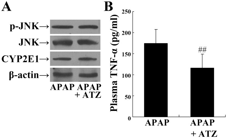 Fig 10